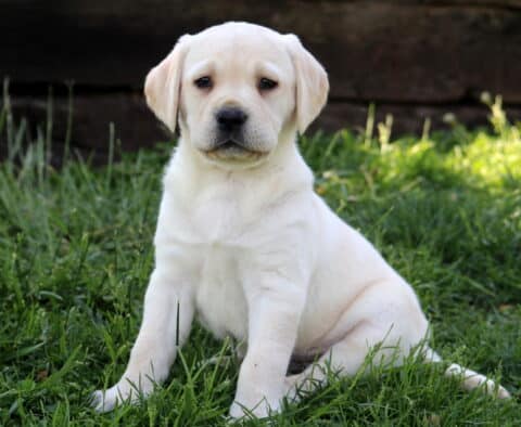 Penelope Lab
