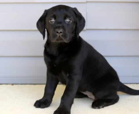 Penny Lab