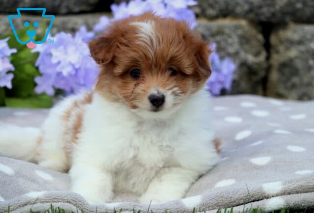 Fluffy Pomapoo puppy with a rich reddish-brown and white coat sitting on a soft gray polka dot blanket with purple flowers and a stone wall in the background. image