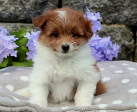 Cute Pomapoo puppy with a deep reddish-brown and white coat sitting upright on a gray polka dot blanket, framed by lavender flowers and a rustic stone backdrop.
