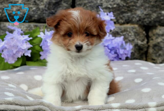 Cute Pomapoo puppy with a deep reddish-brown and white coat sitting upright on a gray polka dot blanket, framed by lavender flowers and a rustic stone backdrop. image