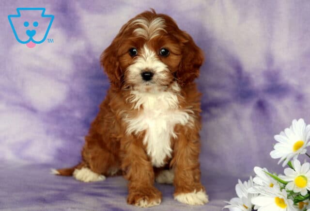Pepper Cavapoo image