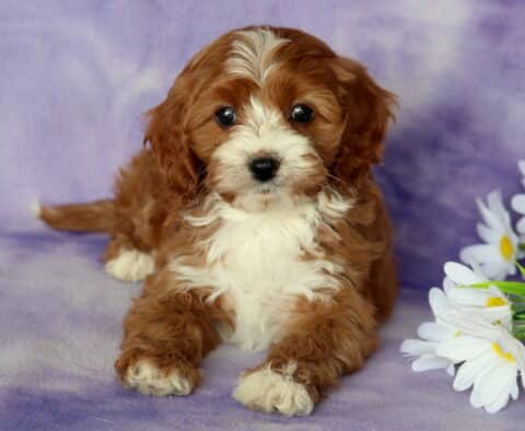 Pepper Cavapoo2