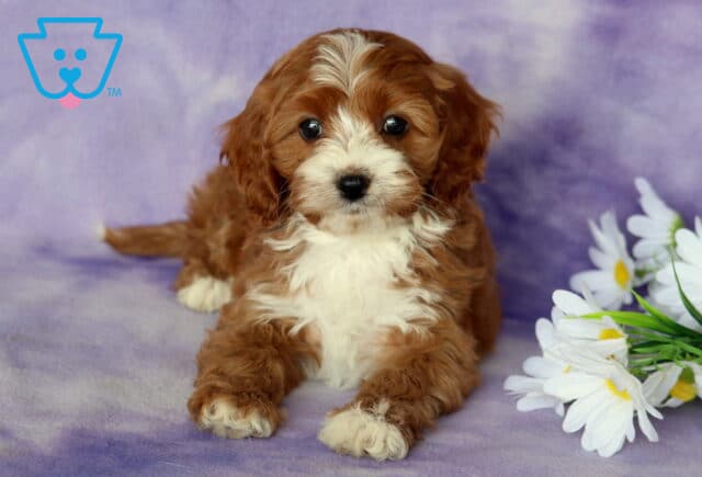 Pepper Cavapoo2 image