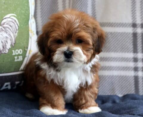 Perry Shichon