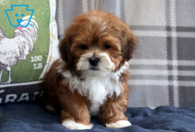 Perry Shichon image