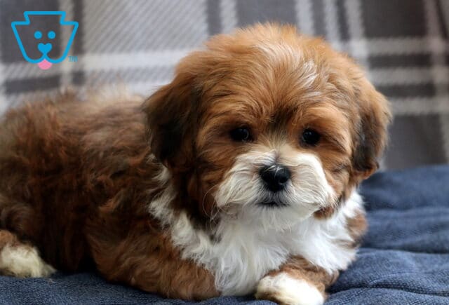 Perry Shichon2 image
