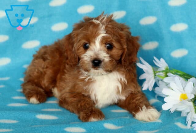 Petey Cavapoo image