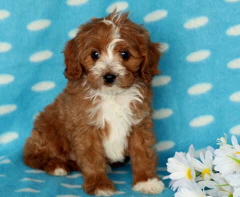 Petey Cavapoo2