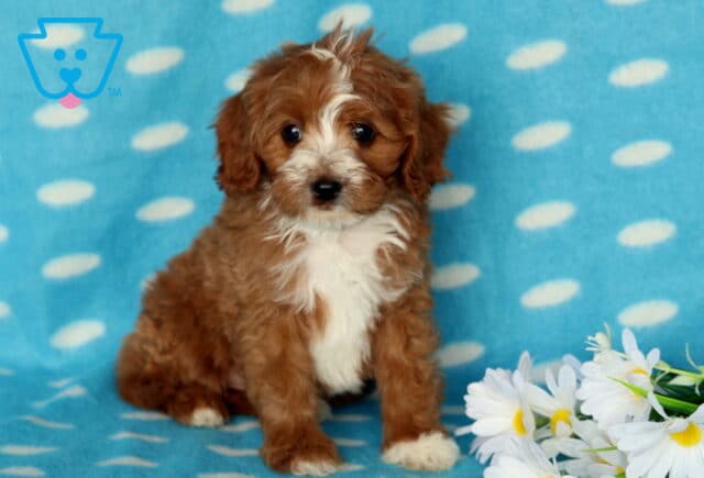 Petey Cavapoo2 image