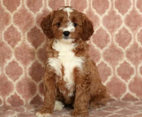Piggy Cavapoo-001