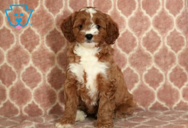 Piggy Cavapoo-001 image