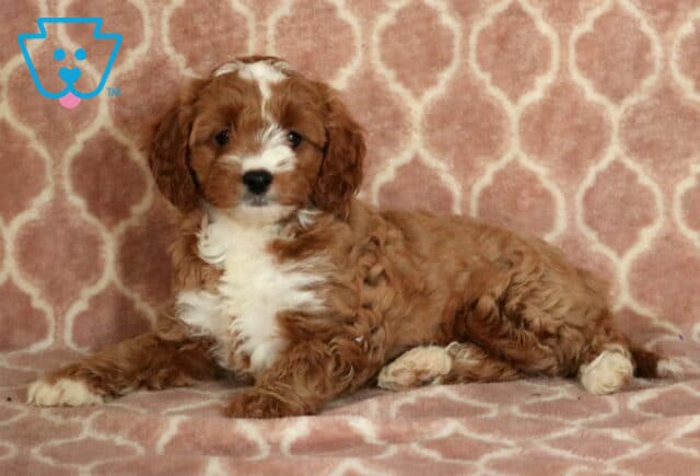 Piggy Cavapoo2-001 image