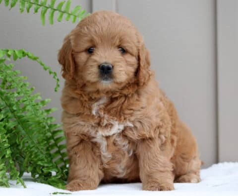 Piggy Mini Goldendoodle
