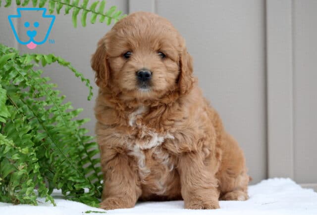 Piggy Mini Goldendoodle image