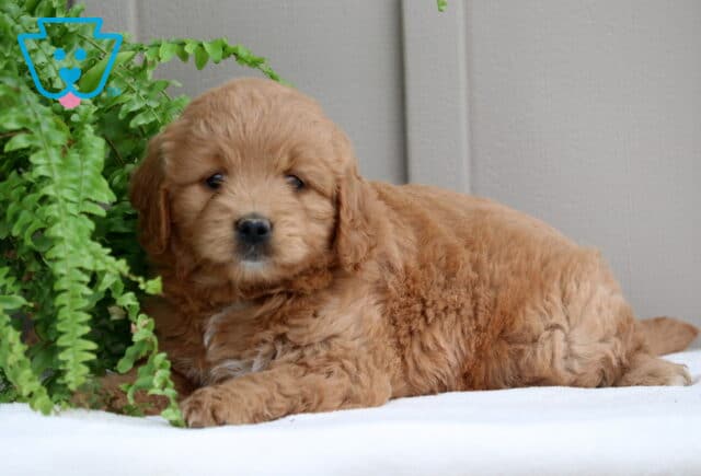 Piggy Mini Goldendoodle2 image