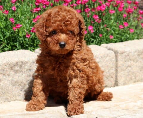 Piper Mini Poodle