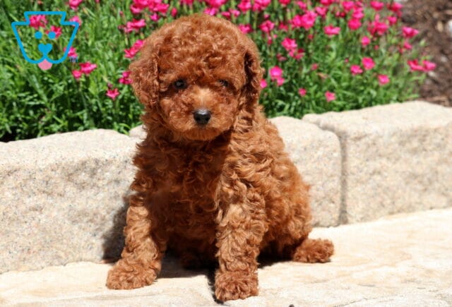 Tiny red Mini Poodle puppy with a dense curly coat sitting on a stone surface, framed by blooming pink flowers in the background and looking directly at the camera. image