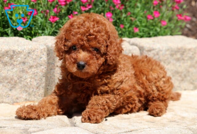 Red Mini Poodle puppy laying down on a stone surface with curly fur and a serious expression, surrounded by blooming pink flowers in the background. image
