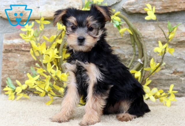 Pluto Yorkie image