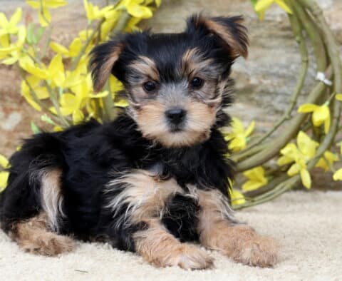 Pluto Yorkie2