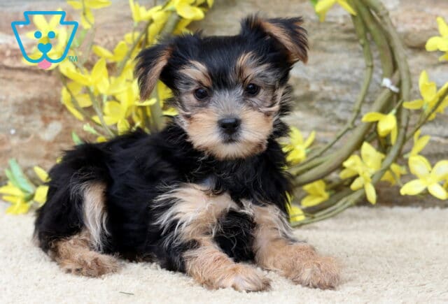 Pluto Yorkie2 image