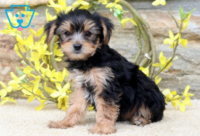 Poe Yorkie image