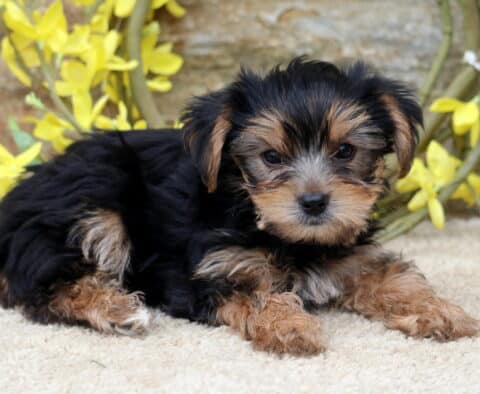 Poe Yorkie2
