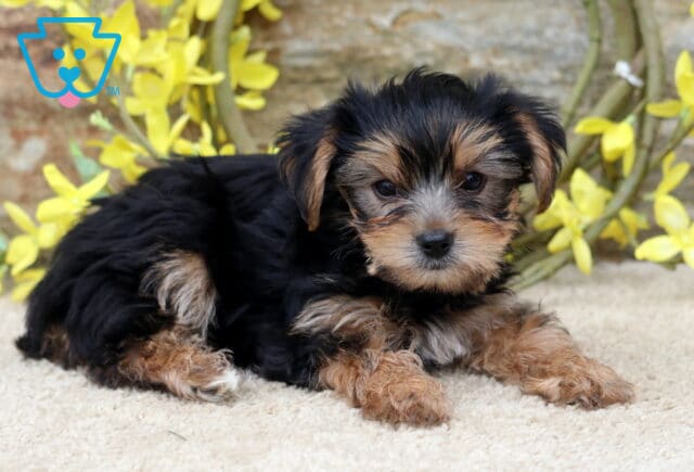 Poe Yorkie2 image