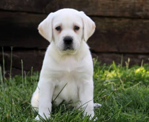 Polar Bear Lab