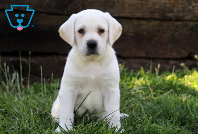 Polar Bear Lab image