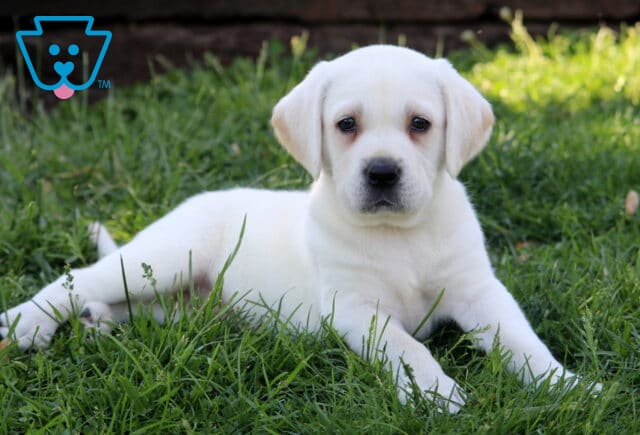 Polar Bear Lab2 image