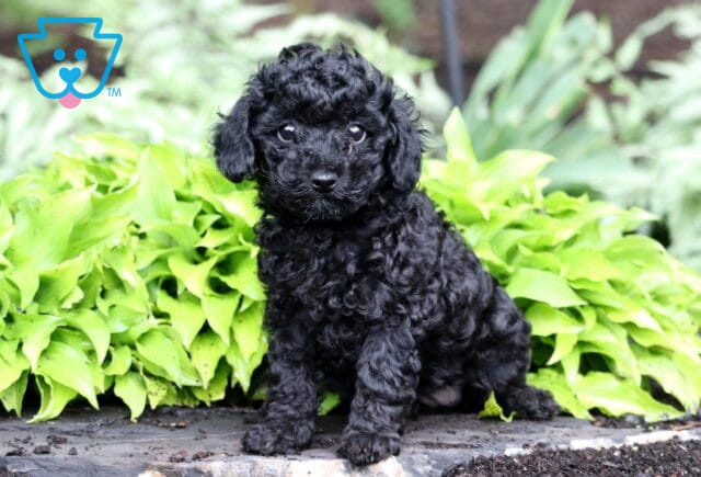 Polly Toy Poodle image