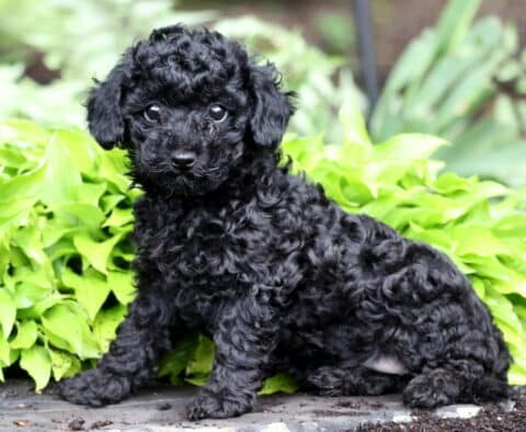 Polly Toy Poodle2