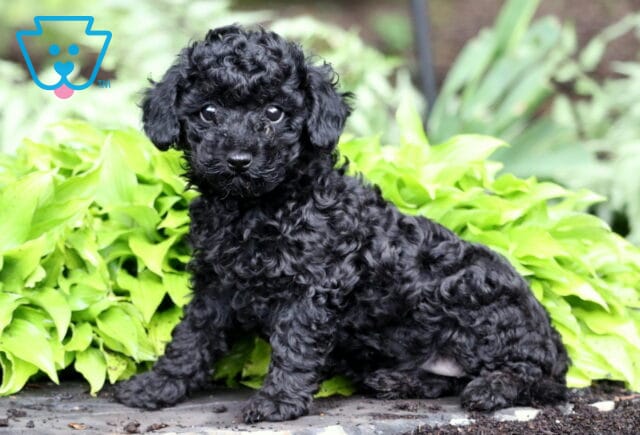 Polly Toy Poodle2 image