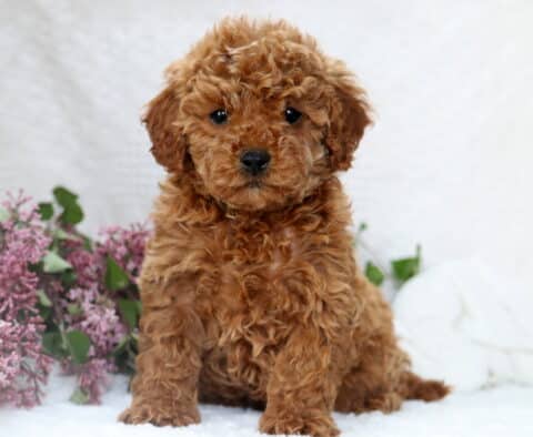 PomPom Mini Poodle