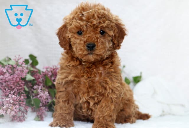 PomPom Mini Poodle image
