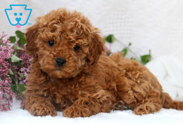 PomPom Mini Poodle2 image