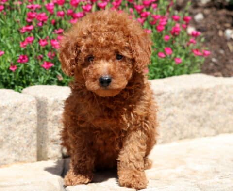 Pongo Mini Poodle