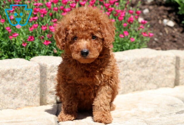 Pongo Mini Poodle image