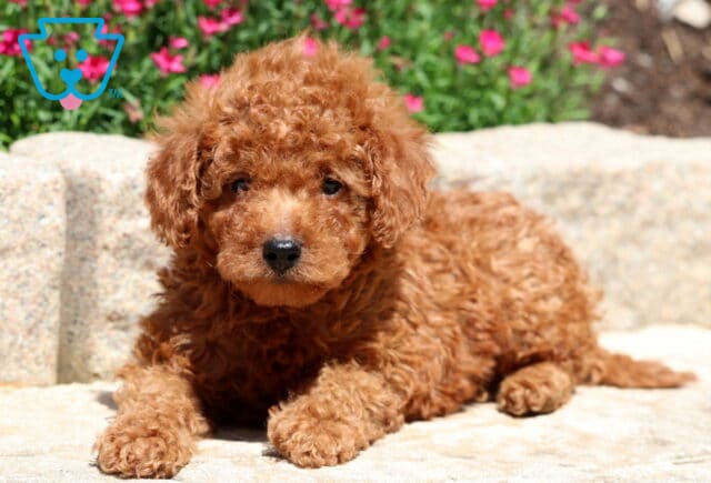 Pongo Mini Poodle2 image