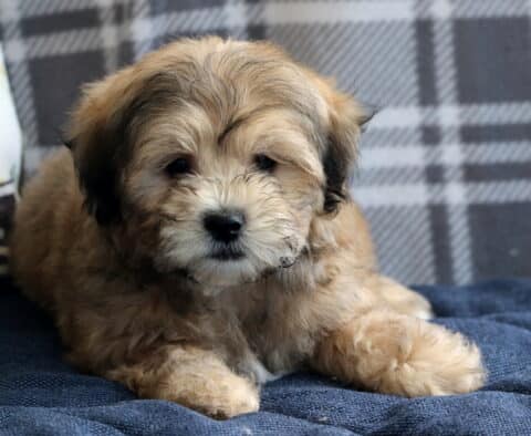 Pongo Shihcon