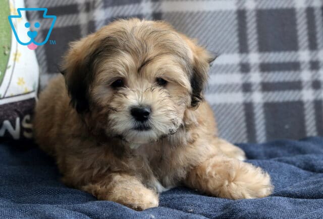 Pongo Shihcon image