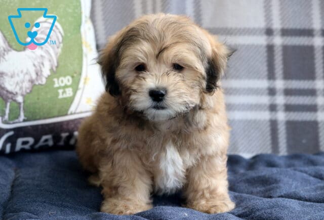 Pongo Shihcon2 image