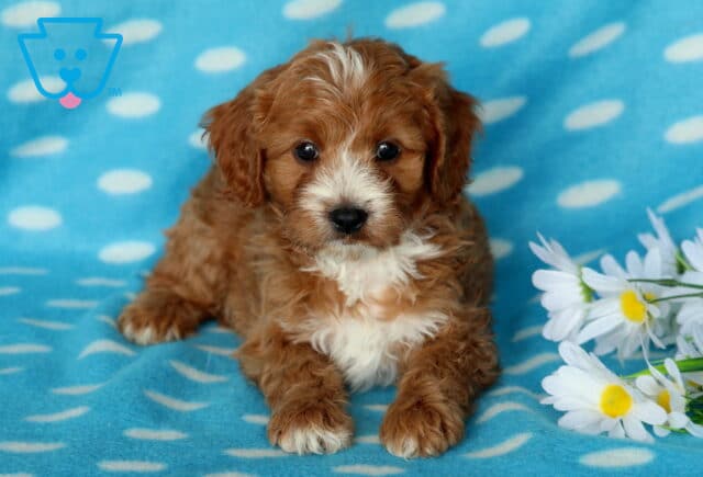 Pooch Cavapoo image