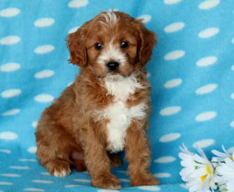 Pooch Cavapoo2