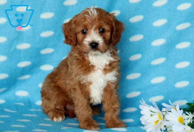 Pooch Cavapoo2 image