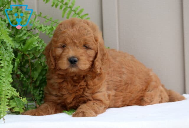 Porky Mini GOldendoodle image