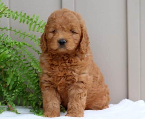 Porky Mini GOldendoodle2