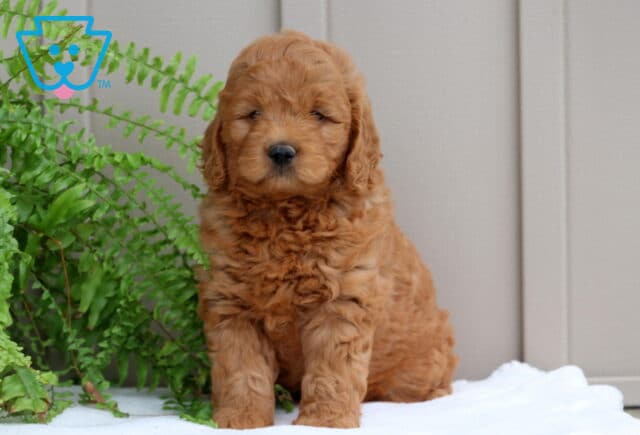 Porky Mini GOldendoodle2 image